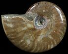 Flashy Red Iridescent Ammonite - Wide #52316-1